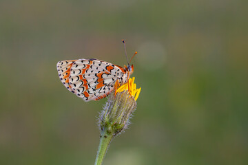 Red butterfly on plant, Caucasian Spotted Fritillary, Melitaea Interrupa