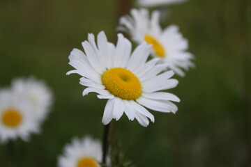 Close-up photo of daisies in a field on a dark day, daisies, sadness, gloom, background.