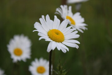 Close-up photo of daisies in a field on a dark day, daisies, sadness, gloom, background.