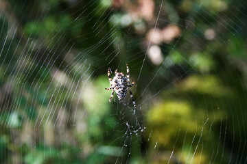 A classic circular form spider's web