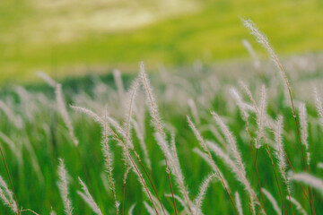 White glass flower close-up on a blurred background.