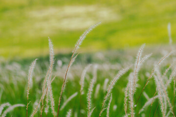White glass flower close-up on a blurred background.