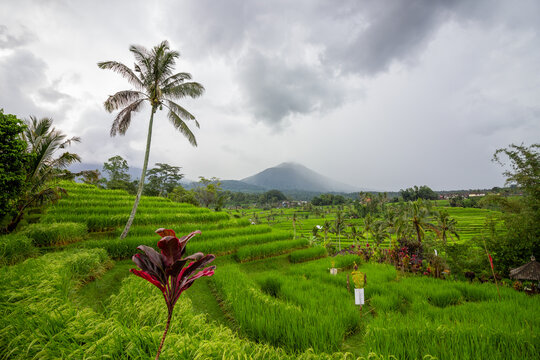 Rice terrace and field on a rainy day in Bali, Indonesia.&nbsp;