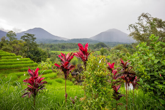Rice terrace and field on a rainy day in Bali, Indonesia.&nbsp;