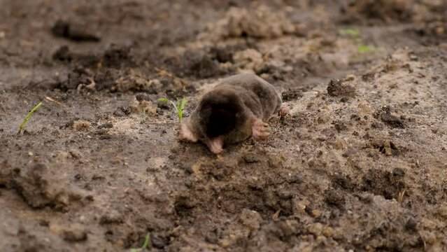 dead mole in the garden. Selective focus.