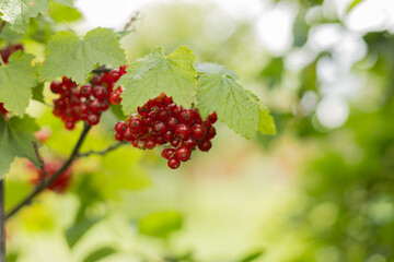 Picking red currants in the garden. Juicy red currant berries on a branch