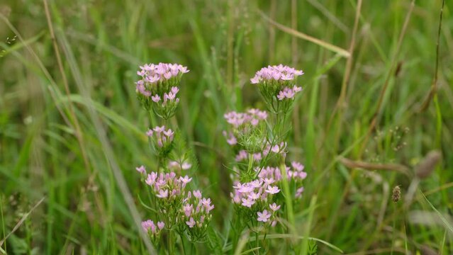 Centuria pospolita. Centaurium erythraea. Centaurium-erythraea-habytate. Wild pink flowers Common centaury or Centaurium erythraea in a garden.