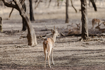 deer in the woods