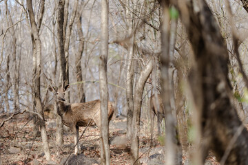 deer in the woods