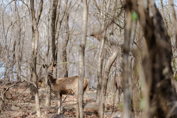 deer in the woods