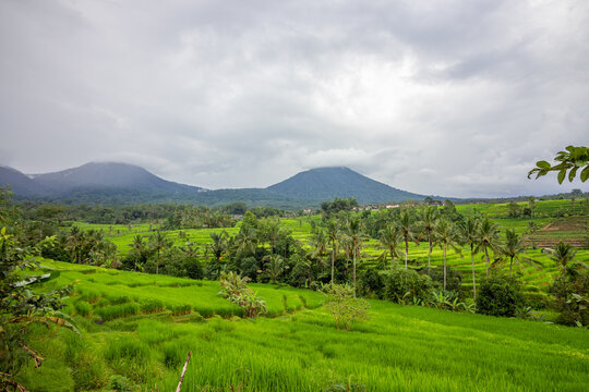 Rice terrace and field on a rainy day in Bali, Indonesia.&nbsp;