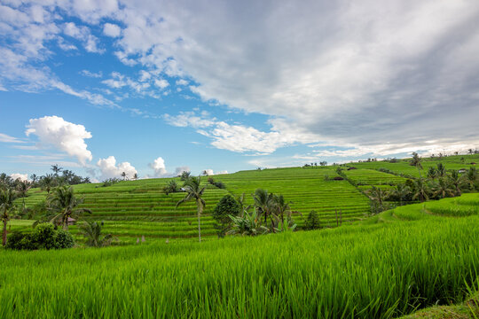 Rice terrace and field on a rainy day in Bali, Indonesia.&nbsp;