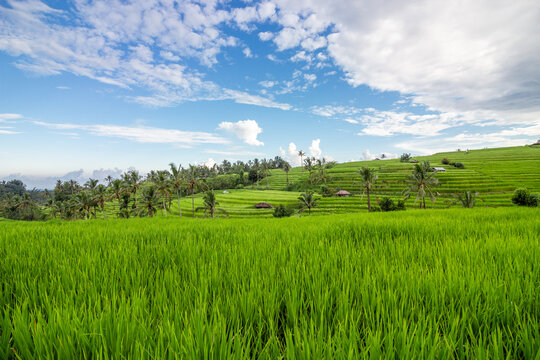 Rice terrace and field on a sunny day in Bali, Indonesia.&nbsp;