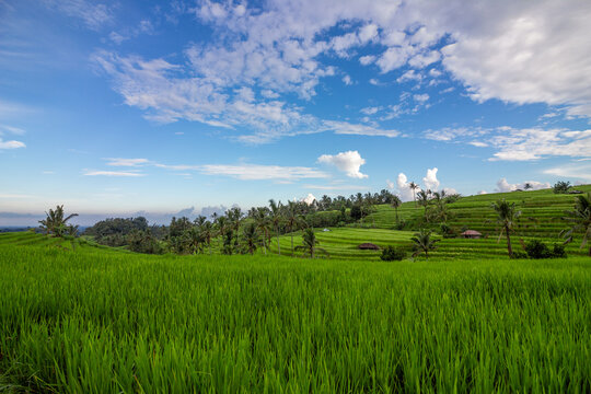 Rice terrace and field on a sunny day in Bali, Indonesia.&nbsp;
