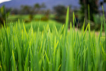 Fototapeta premium Wide and close view of green grass of rice fields on a rainy day in Bali, Indonesia. For background