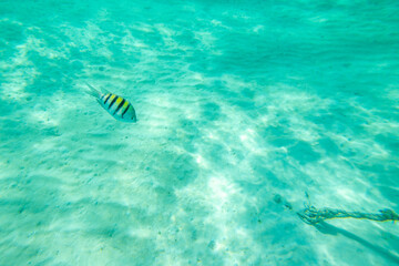 Yellow fish on ocean blue water with sun light penetrate through the surface of the water.