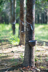 Rubber tree,Hevea brasiliensis or Para