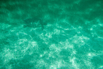 Sea turtle eating on the ocean blue water with sun light penetrate through the surface of the water