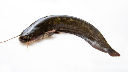 ナマズ、ニホンナマズ、マナマズ、日本の淡水魚、白背景でスタジオ撮影