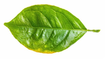 Obraz premium Orange Leaf. Fresh Green Leaf from Citrous Tree Isolated on White Background with Clipping Path