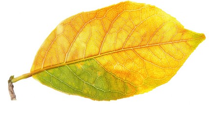 Obraz premium Orange Leaves. Green Citrous Leaf Isolated on White Background