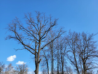 Empty bare tree crowns against a blue sky background.