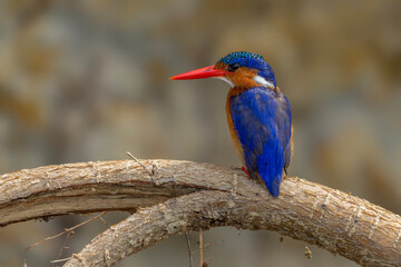 Malachite kingfisher (Corythornis cristatus) fishes from a branch. Murchison Falls National Park, Uganda, Africa.           
