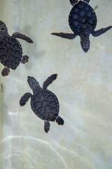 Fototapeta premium Baby Sea turtles in a pond at Eco-Park in Quintana Roo, Mexico