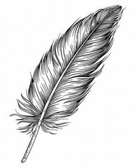 a black and white feather on a white background