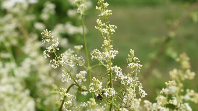 Close-up of the ladybird beetle on the white bedstraw 