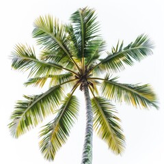 Palm Tree. Tropical Coconut Palm Tree Isolated on White Background