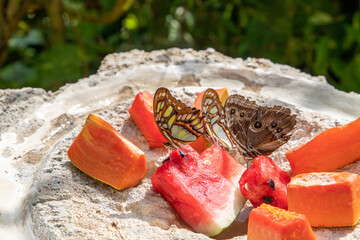 Butterflies eating fruit © Alfredo