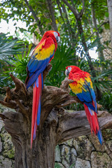Scarlet Macaw or Flag Macaw (Ara macao) at Eco-Park in Quintana Roo, Mexico