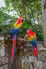 Scarlet Macaw or Flag Macaw (Ara macao) at Eco-Park in Quintana Roo, Mexico