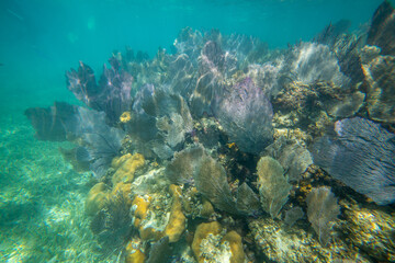 Fototapeta premium Tropical coral reef in crystal clear blue water. Hard and soft corals, underwater landscape.