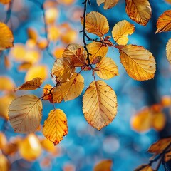 A branch of a tree with yellow leaves is shown in a blue sky