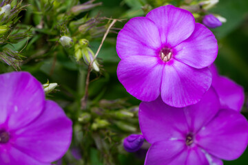 flower in the garden