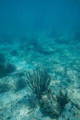 Tropical coral reef in crystal clear blue water. Hard and soft corals, underwater landscape.