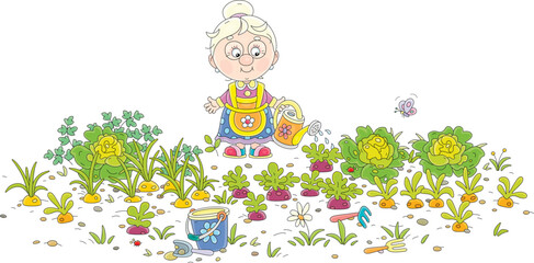Funny granny gardener watering green vegetables in her kitchen garden on a warm summer day, vector cartoon illustration isolated on a white background