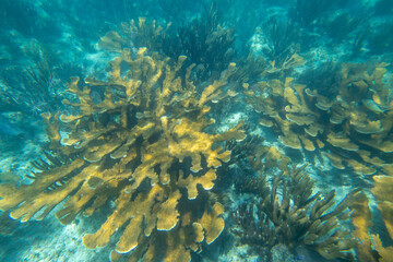 Obraz premium Tropical coral reef in crystal clear blue water. Hard and soft corals, underwater landscape.