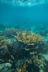 Fototapeta premium Tropical coral reef in crystal clear blue water. Hard and soft corals, underwater landscape.