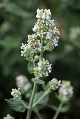 Flowering melissa (Melissa officinalis) flowers
