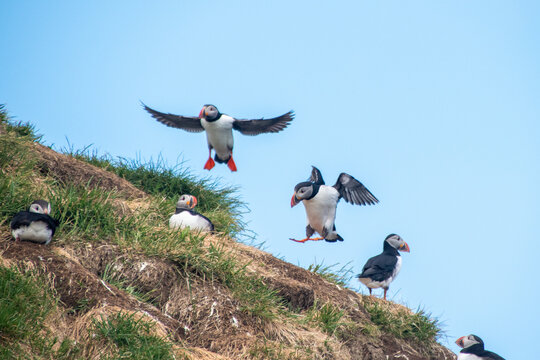 Atlantic Puffins while nesting in Eastern part of Iceland