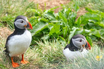 Atlantic Puffins while nesting in Eastern part of Iceland
