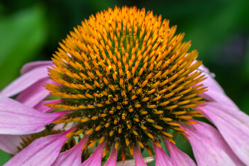 bee on flower