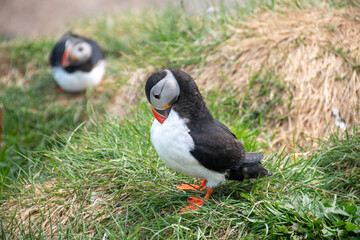 Atlantic Puffins while nesting in Eastern part of Iceland