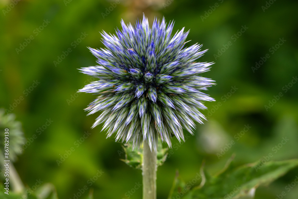 Wall mural close up of a thistle