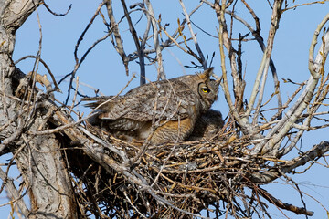 A Great Horned Owl in the nest, with beautiful fluffy feathers and bold yellow eye highlighted by the light on a sunny Spring day.