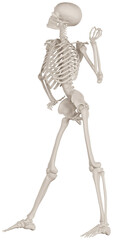 skeleton posing 3d render illustration with transparent background