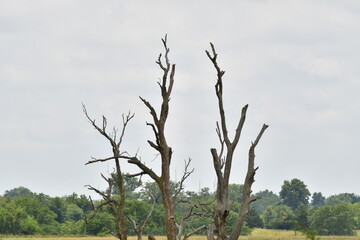 Bare Tree in a Field